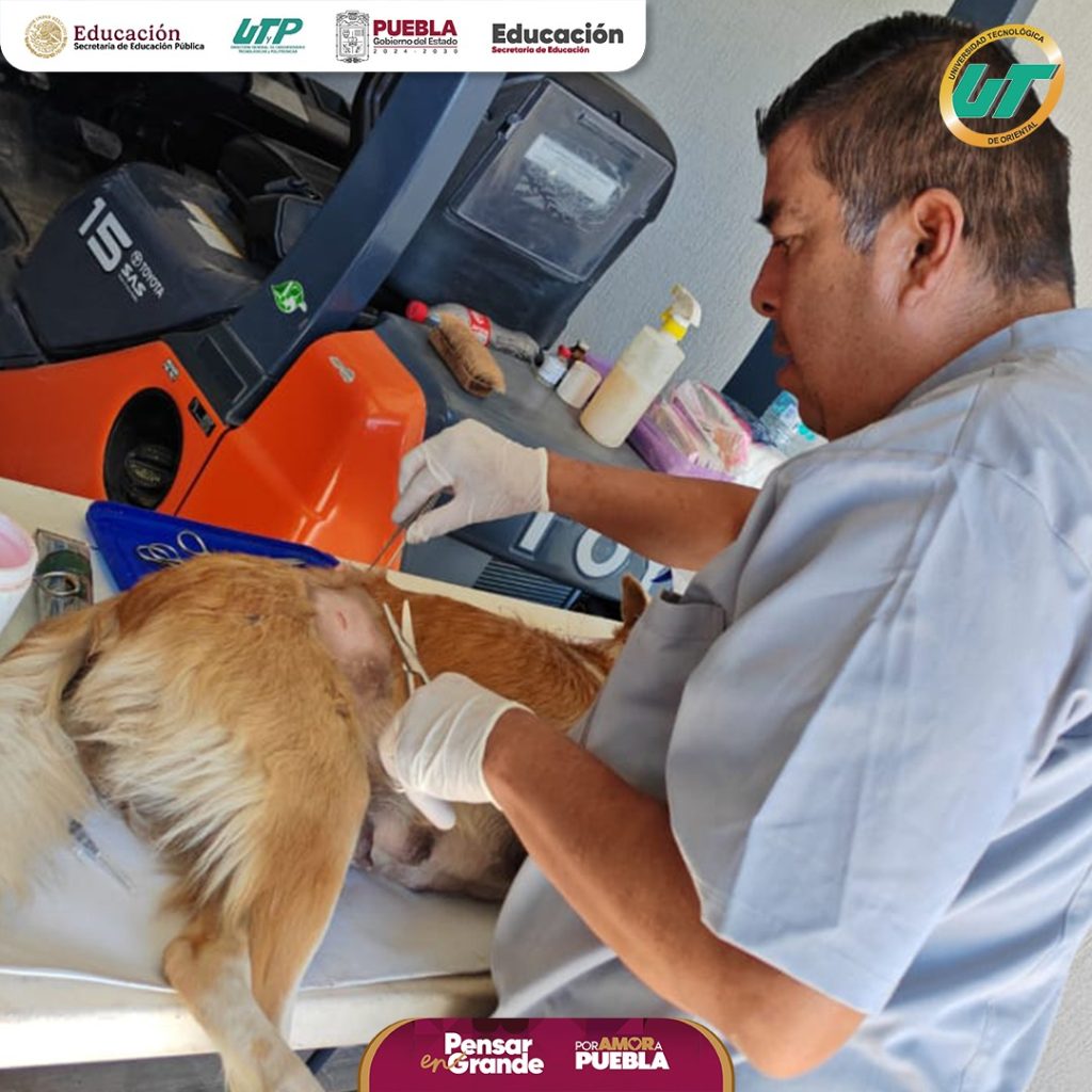 Campaña de esterilización y vacunación canina realizada por la UT de Oriental